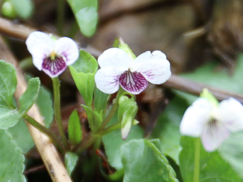 Viola verecunda