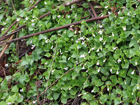 Viola verecunda