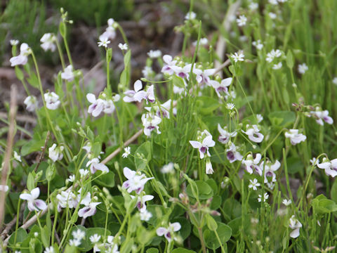 Viola verecunda