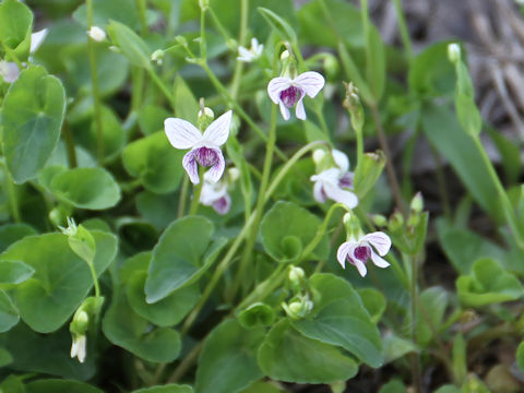 Viola verecunda