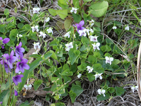 Viola verecunda