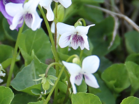 Viola verecunda