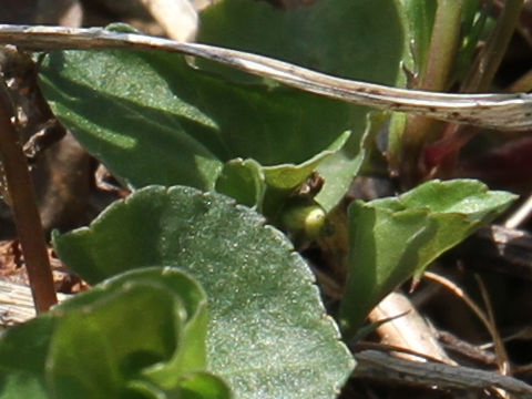 Viola verecunda