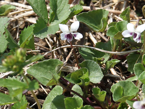 Viola verecunda