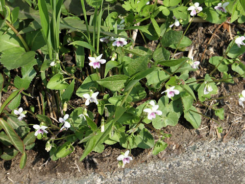 Viola verecunda