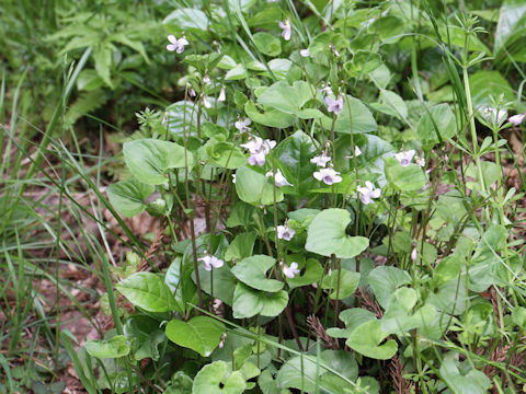 Viola verecunda