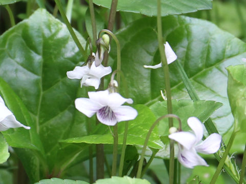 Viola verecunda