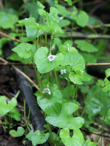 Viola verecunda