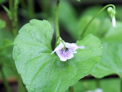 Viola verecunda