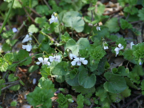 Viola verecunda