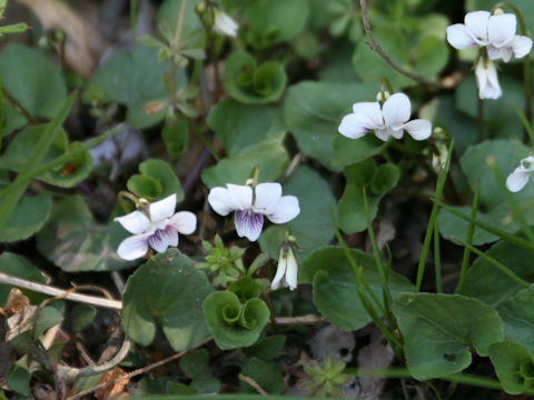 Viola verecunda