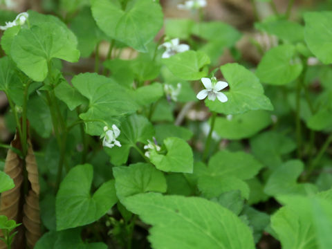 Viola verecunda