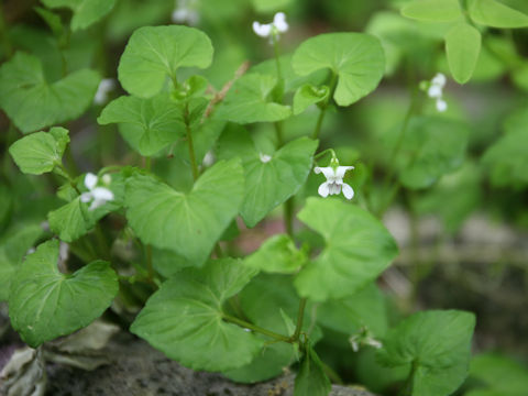 Viola verecunda