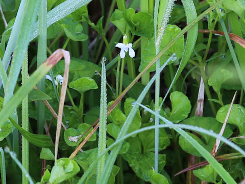 Viola verecunda