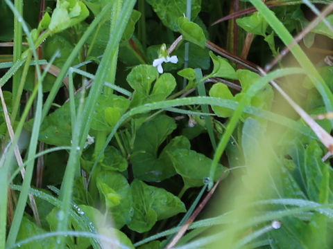 Viola verecunda