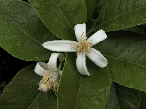 Citrus limon cv. Ponderosa