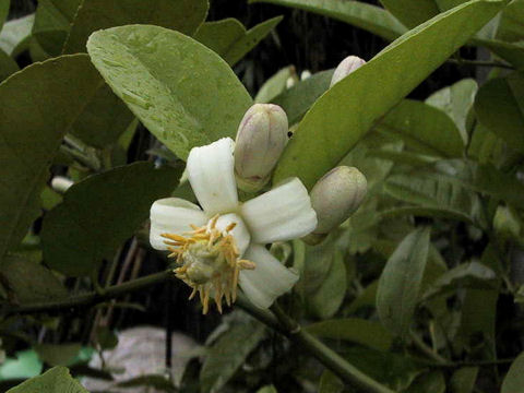 Citrus limon cv. Ponderosa