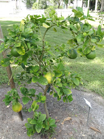 Citrus limon cv. Ponderosa