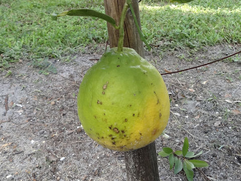 Citrus limon cv. Ponderosa