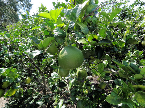 Citrus limon cv. Ponderosa