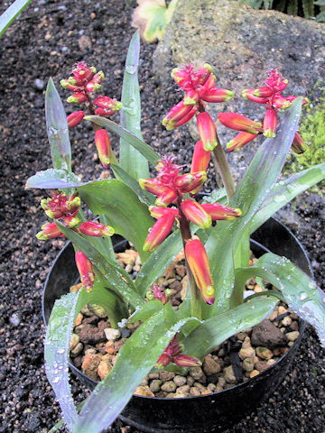 Lachenalia aloides