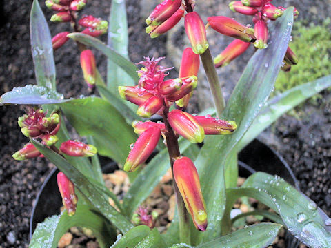 Lachenalia aloides