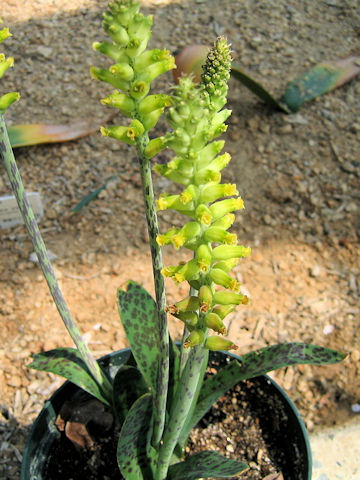 Lachenalia arbuthnotiae