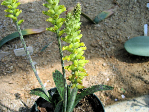 Lachenalia arbuthnotiae