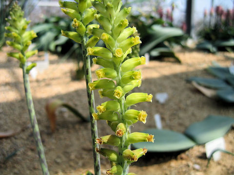 Lachenalia arbuthnotiae