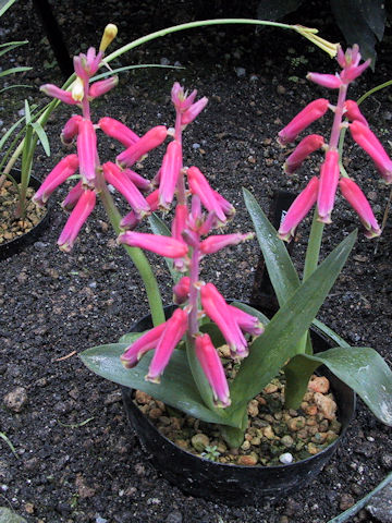 Lachenalia bulbifera