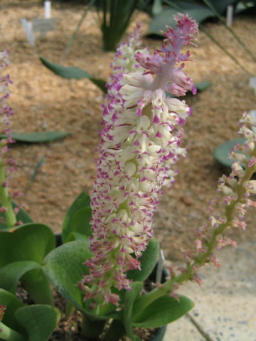 Lachenalia carnosa