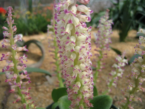 Lachenalia carnosa