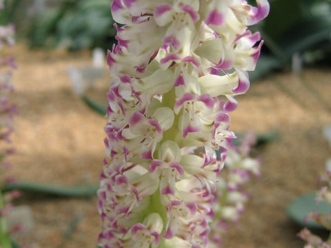 Lachenalia carnosa