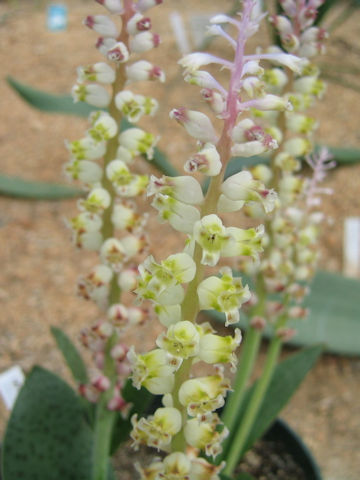 Lachenalia elegans var. flava