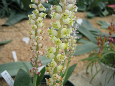 Lachenalia elegans var. flava