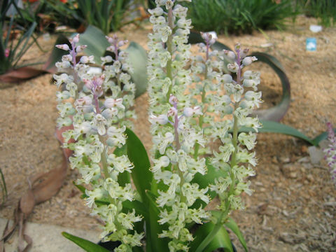 Lachenalia gillettii