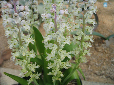 Lachenalia gillettii