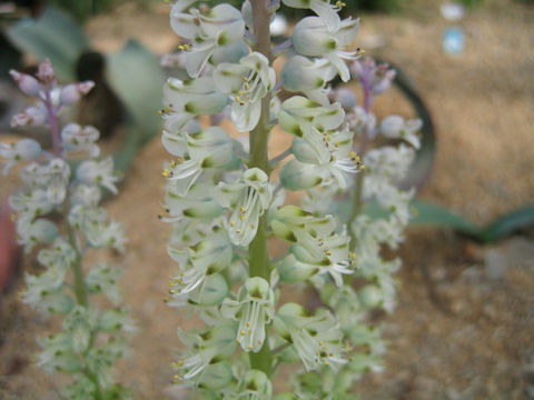 Lachenalia gillettii