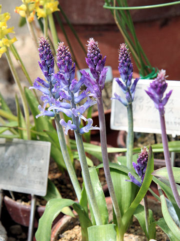 Lachenalia orchioides var. glaucina