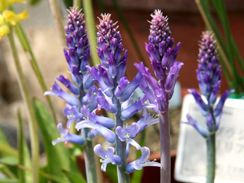 Lachenalia orchioides var. glaucina