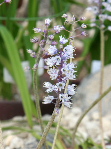 Lachenalia juncifolia