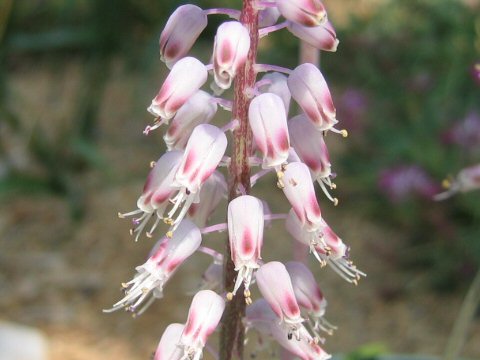 Lachenalia juncifolia