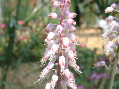 Lachenalia juncifolia