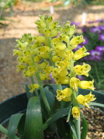 Lachenalia mathewsii