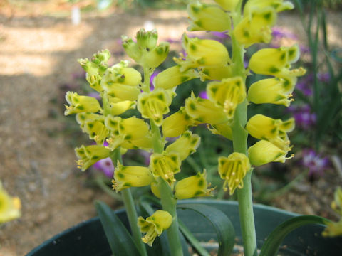 Lachenalia mathewsii