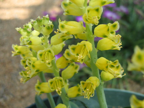 Lachenalia mathewsii