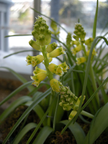 Lachenalia mathewsii