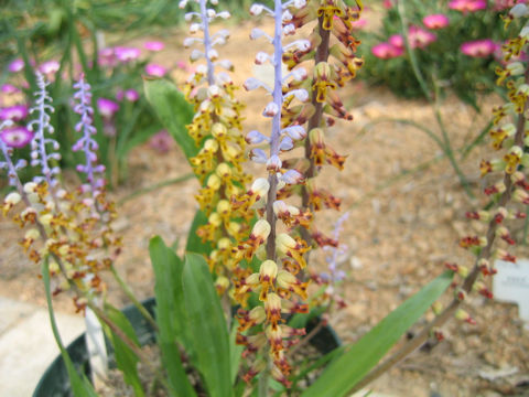 Lachenalia mutabilis