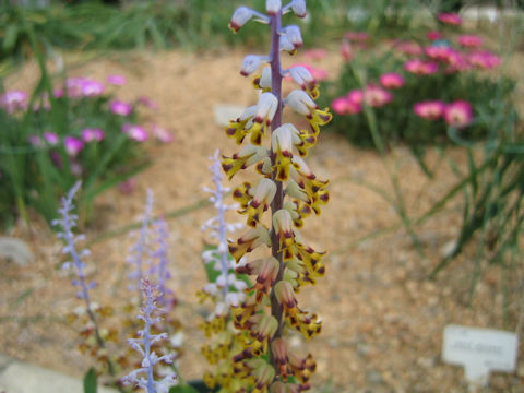 Lachenalia mutabilis