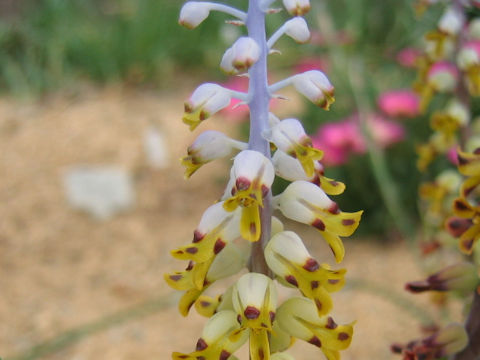 Lachenalia mutabilis